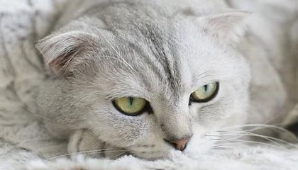 开云官方-中国篮球联赛引进多名海外球员，篮球队中国